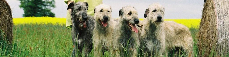Irish Wolfhounds Dresden Slider Image 2
